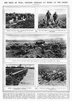 The Dogs of War - trained animals at work at the front