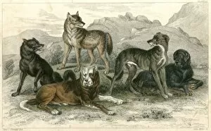 Images Dated 24th May 2012: Dogs and Wolves