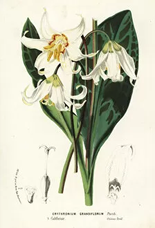 Glacier Gallery: Dogtooth fawn lily, Erythronium grandiflorum