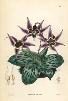 Dogtooth violet, Erythronium dens-canis