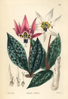 Dogtooth violet, Erythronium dens-canis