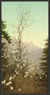 Dogwood blossoms