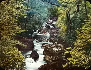 Dolgellau Prints: Dolgelley Forest