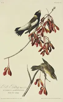 Dolichonyx oryzivorus, bobolink