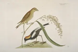 Dolichonyx oryzivorus, bobolink