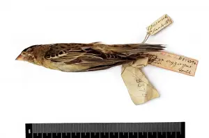 Dolichonyx oryzivorus, bobolink