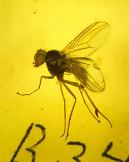 Tertiary Gallery: Dolichopodidae, long-legged fly in amber