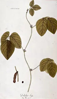 Fabaceae Prints: Dolichos soja, soybean