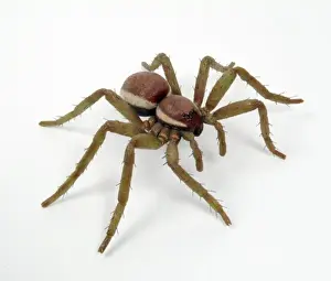 Dolomedes fimbriatus, great raft spider model