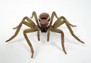 Araneae Gallery: Dolomedes fimbriatus, great raft spider model