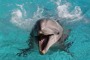 Dolphin