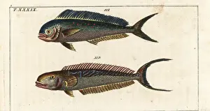 Dolphin fish and sand tilefish