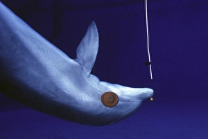 Dolphin Sonar system - wearing eye-patches