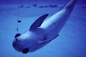 Dolpin using its Sonar / echo location to locate ball