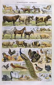 Images Dated 24th May 2012: Domestic Animals
