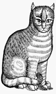 Serpents Prints: Domestic cat