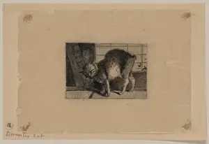 Domestic cat