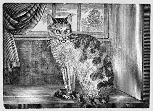 Domestic Cat (Bewick)