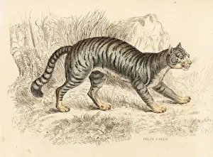 Felis Prints: Domestic cat, Felis catus