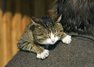Claws Prints: Domestic cat - tabby being carried by owner