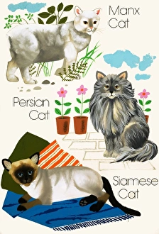 Images Dated 7th September 2006: Domestic cats