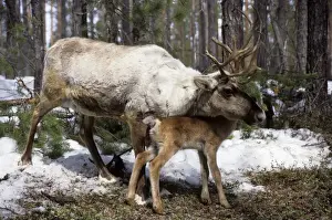Calves Prints: Domestic female Reindeer with calf