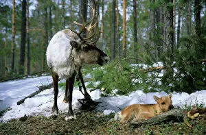 Deer Collection: Domestic female Reindeer with newborn calf
