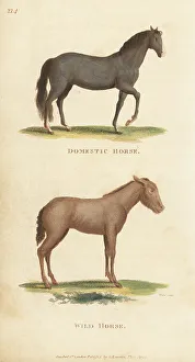 Domestic horse and wild horse