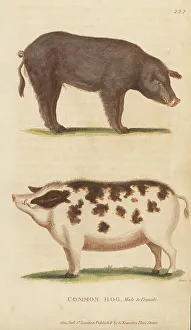 Boar Prints: Domestic pig, Sus domesticus