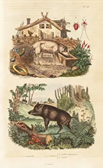 Domesticus Prints: Domestic pig, wild boar and cochineal beetle
