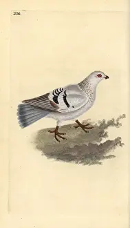 Edwarddonovan Prints: Domestic pigeon, Columba livia domestica