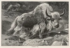 Domestic Yak