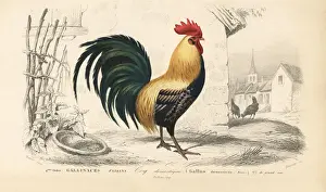Travies Prints: Domesticated chicken, male, Gallus gallus domesticus