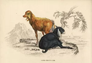 Domesticated goat, Capra aegagrus hircus