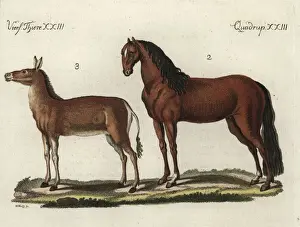 Equus Prints: Domesticated horse and dziggetai