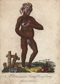 Domesticated orang utan (female) wearing a
