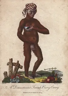 Bandana Prints: Domesticated orang utan (female) wearing a