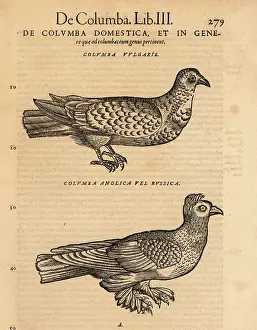 Ornithology Prints: Domesticated pigeon breeds, Columba livia domestica