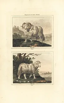 James Smith Barr Prints: Domesticated sheep, ram and ewe