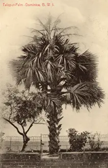 Dominica, West Indies - Palm Trees
