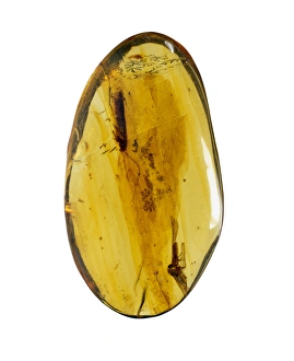 Roach Gallery: Dominican amber