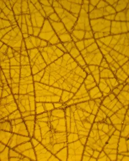 Dominican amber