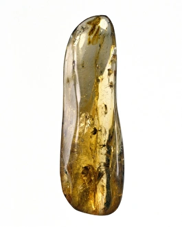 Cenozoic Gallery: Dominican copal
