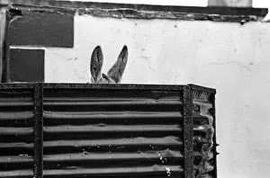 Corrugated Prints: Doney ears, Ireland
