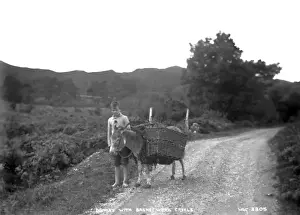 Donkey With Basketwork Creels