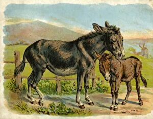 Images Dated 13th April 2012: Donkey and foal by a fence