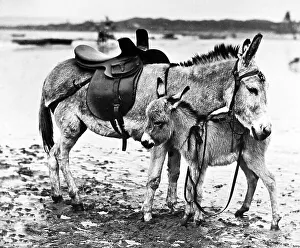 Foal Prints: Donkey and foal Victorian period