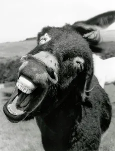 Kaye Prints: A Donkey hee haw-ing in close-up