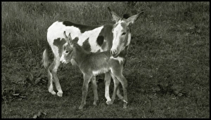 Images Dated 2006 June: 24 Jun 2006