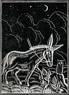 Images Dated 16th February 2011: Donkey and owl at night